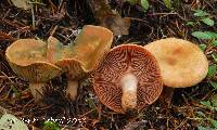 Lactarius rubrilacteus image