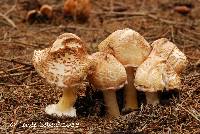 Lepiota cortinarius image