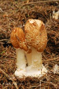 Lepiota cortinarius image