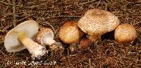 Lepiota cortinarius image