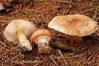 Lepiota cortinarius image