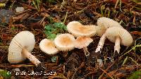 Lepiota subincarnata image