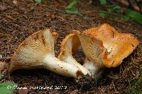 Lactarius zonarioides image