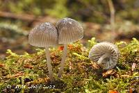 Mycena abramsii image