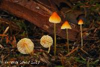 Mycena aurantiidisca image