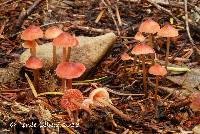 Mycena monticola image