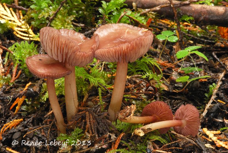 Mycena pelianthina image