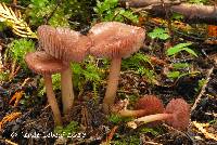 Mycena pelianthina image