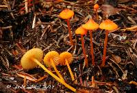 Mycena strobilinoidea image