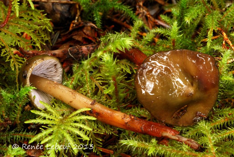 Phaeocollybia fallax image