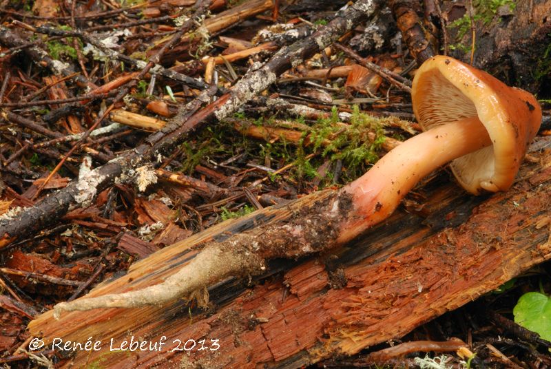 Phaeocollybia kauffmanii image