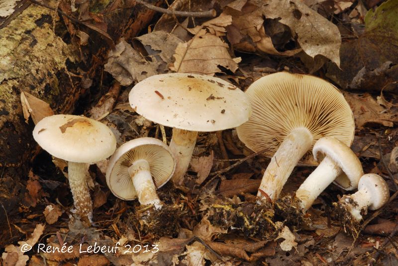 Pholiota lenta var. lenta image