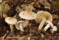 Pholiota lenta var. lenta image