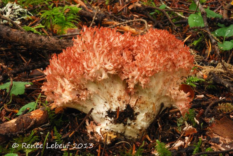 Ramaria botrytis var. botrytis image