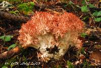 Ramaria botrytis var. botrytis image