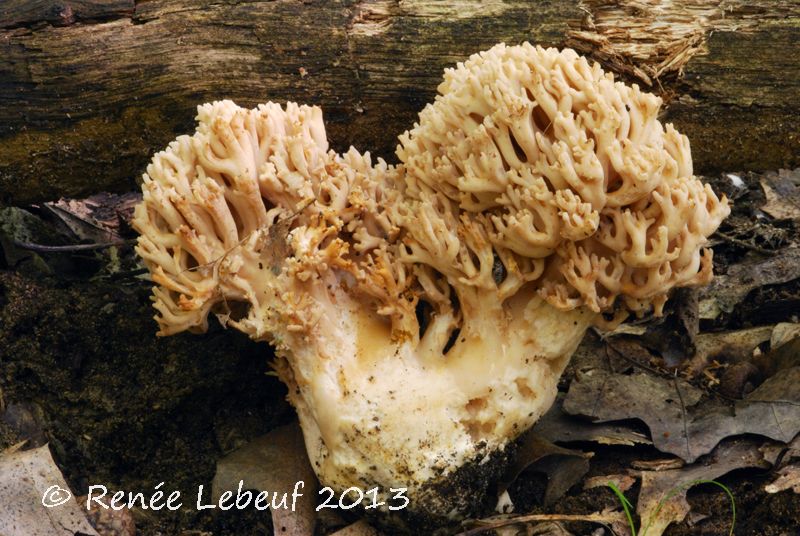 Ramaria cinereocarnea image