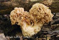 Ramaria cinereocarnea image