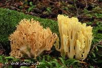 Ramaria cystidiophora var. citronella image