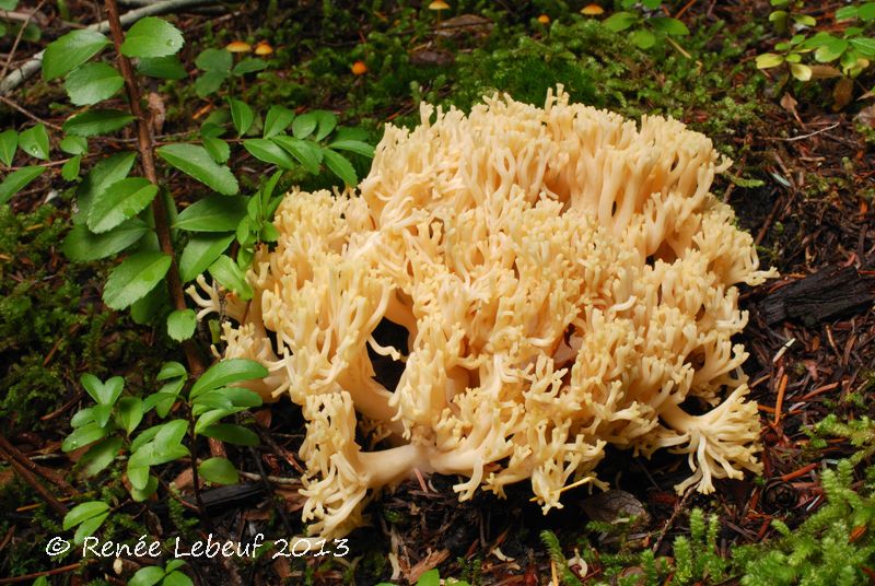 Ramaria eosanguinea image