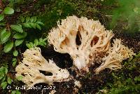 Ramaria eosanguinea image