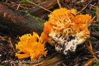 Ramaria sandaracina var. chondrobasis image