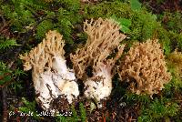 Ramaria violaceibrunnea image