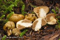 Cortinarius pinguis image