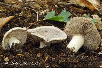 Tricholoma pullum image