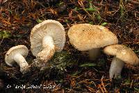 Tricholoma apium image