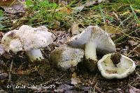 Tricholoma marquettense image