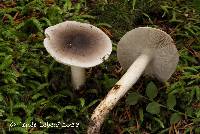 Tricholoma nigrum image