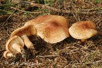 Tricholoma vaccinum image