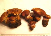 Cortinarius balteatocumatilis image