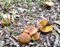 Cortinarius croceus image