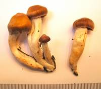 Cortinarius obtusus image