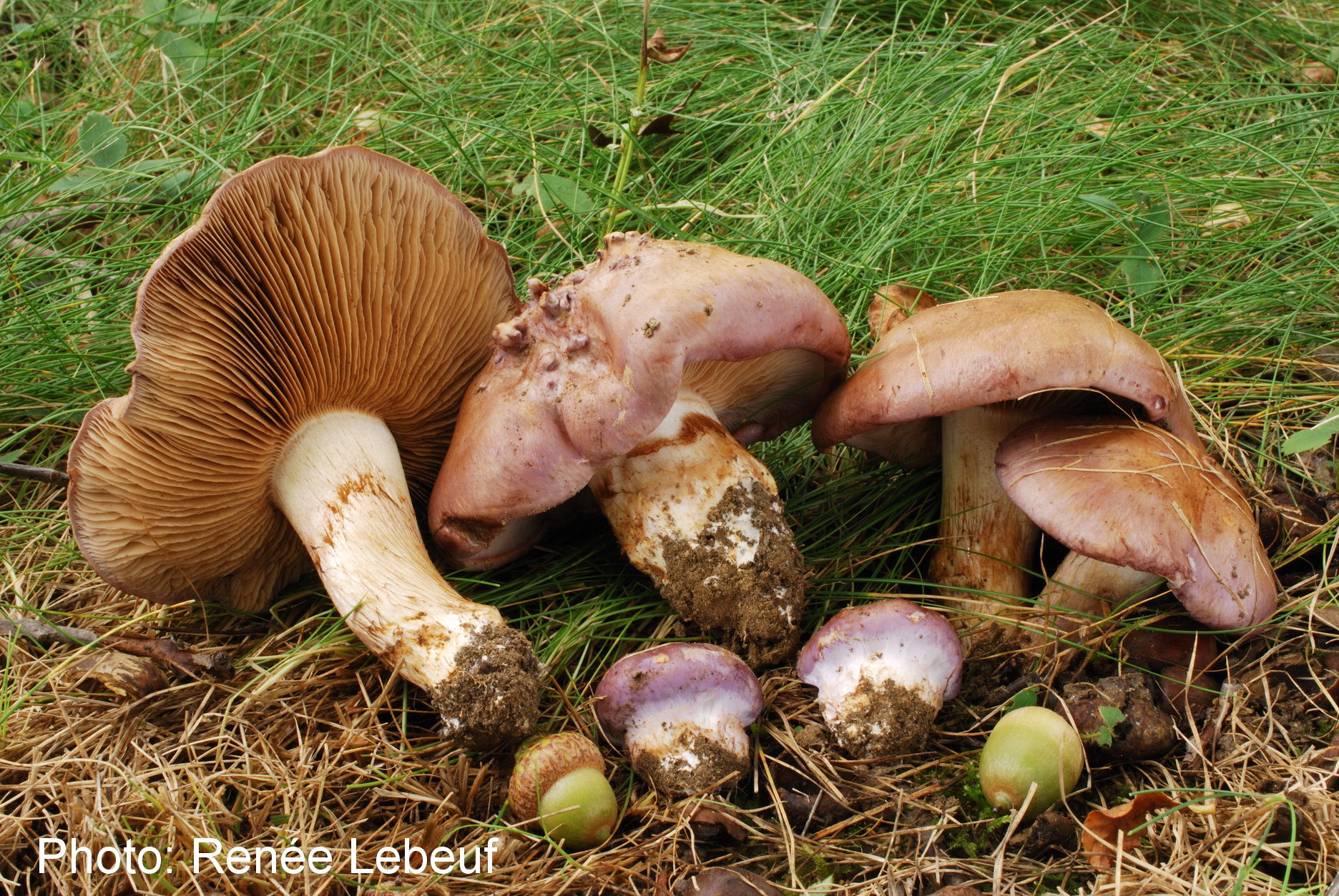 Cortinarius balteatocumatilis image