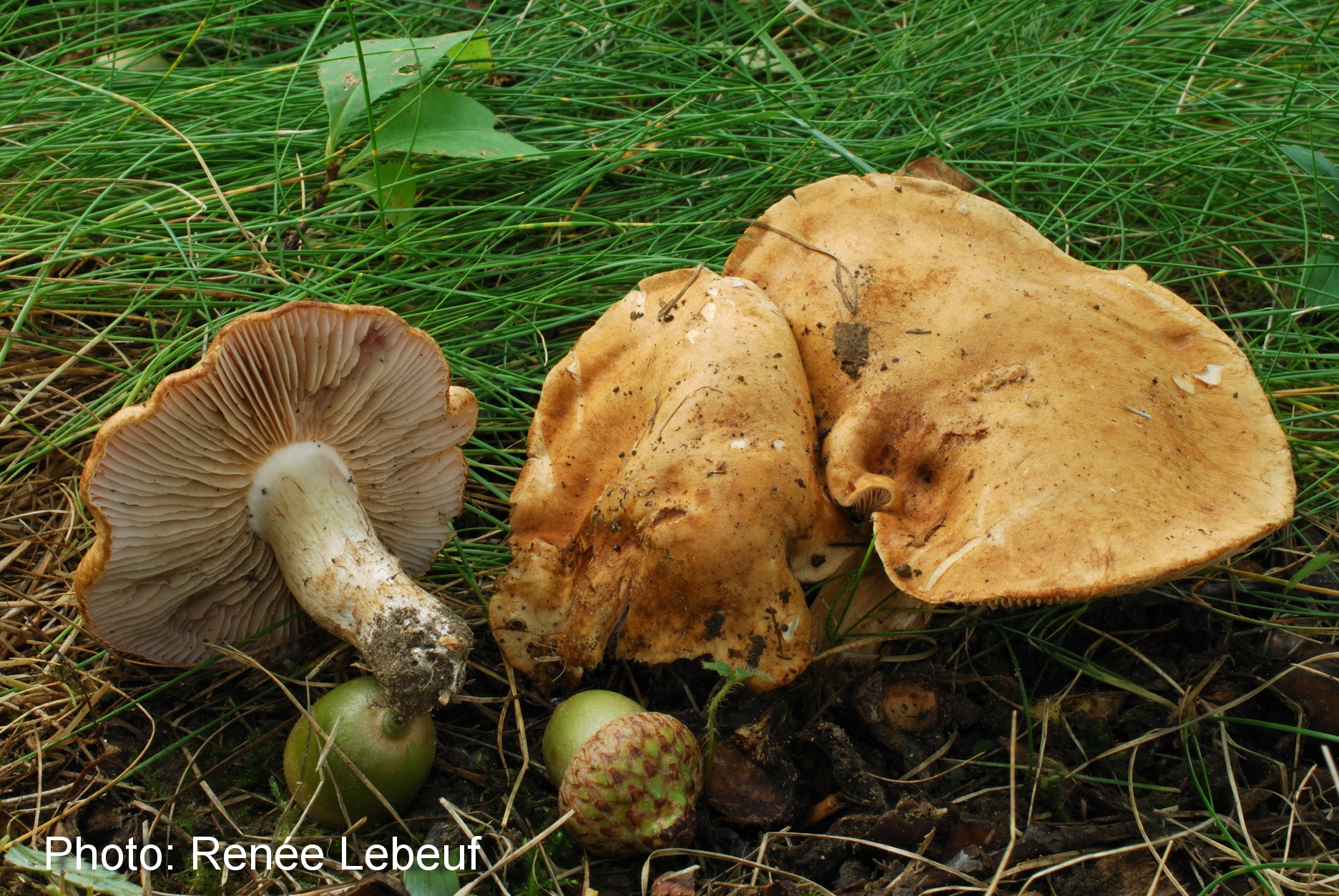 Cortinarius sobrius image