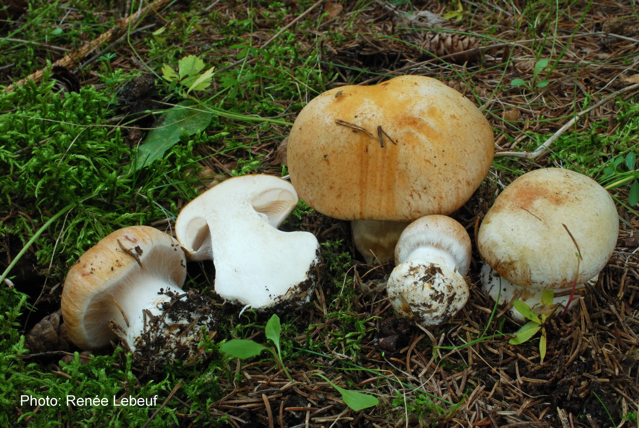 Cortinarius coniferarum image