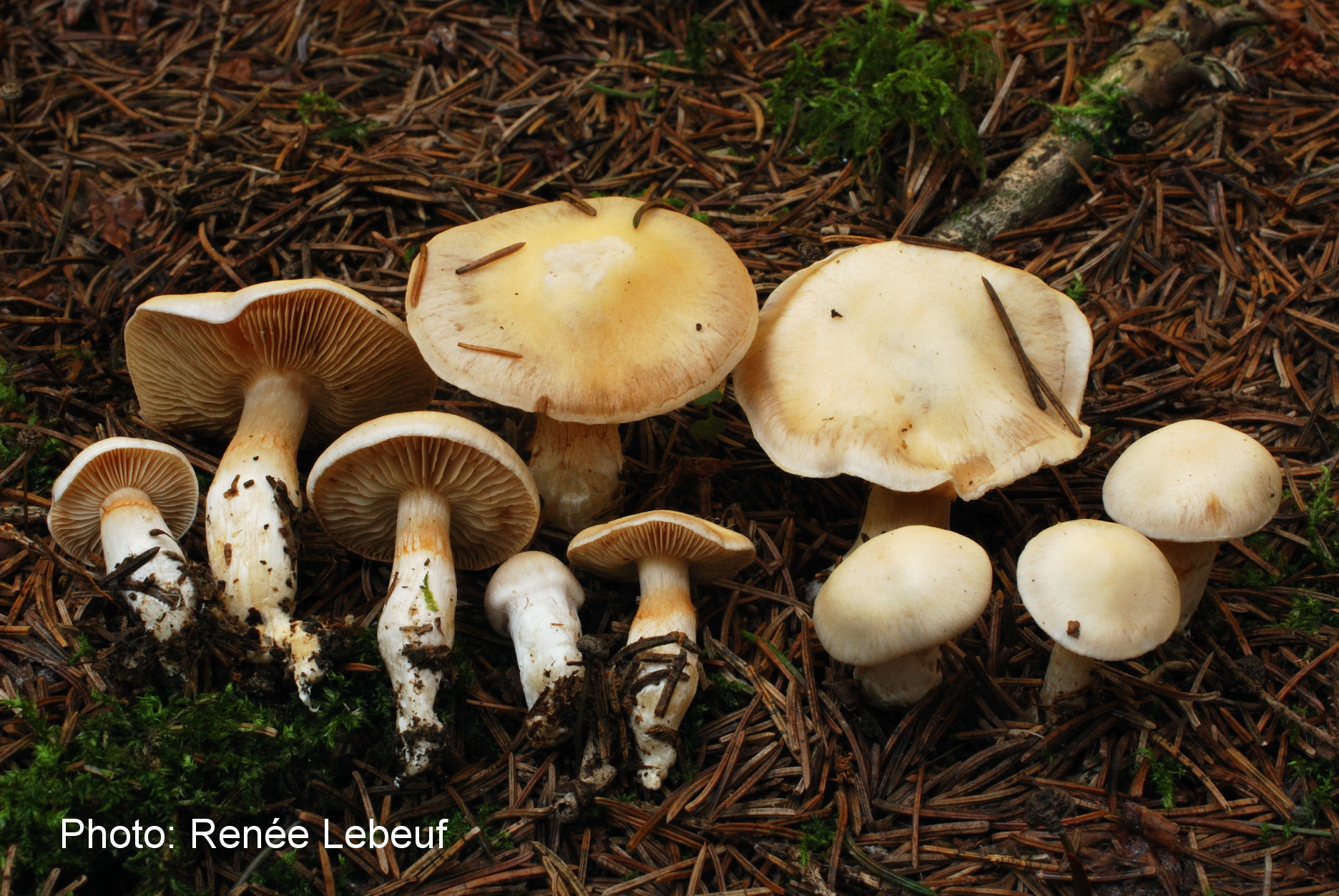 Cortinarius alboamarescens image