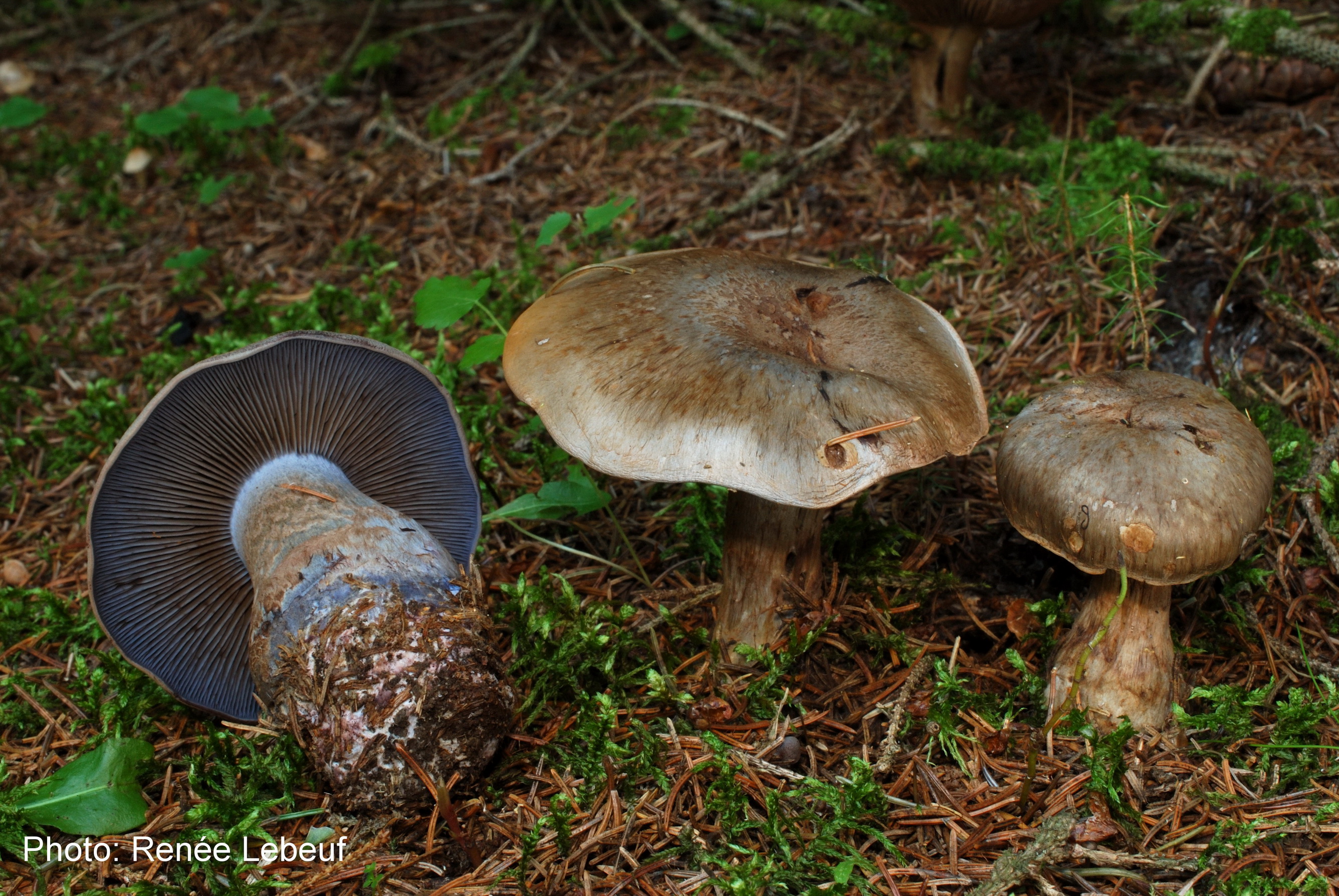 Cortinarius violaceorubens image