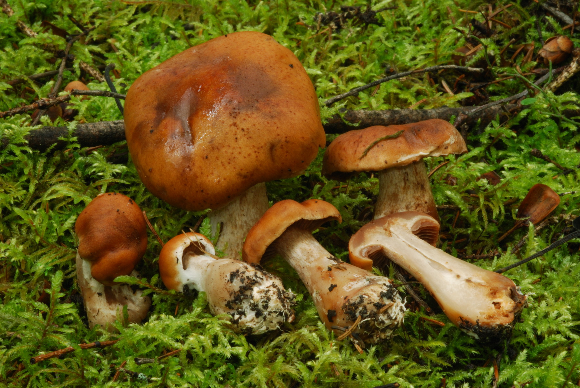 Cortinarius bivelosimilis image