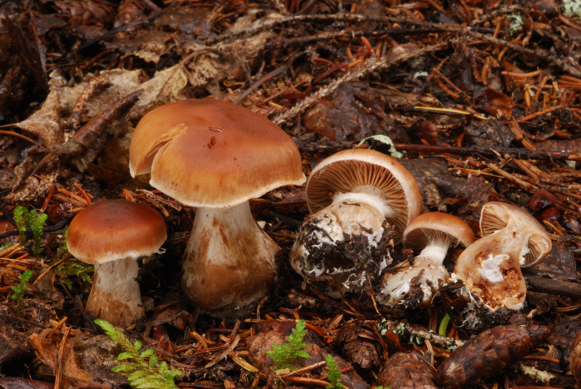 Cortinarius aptecohaerens image