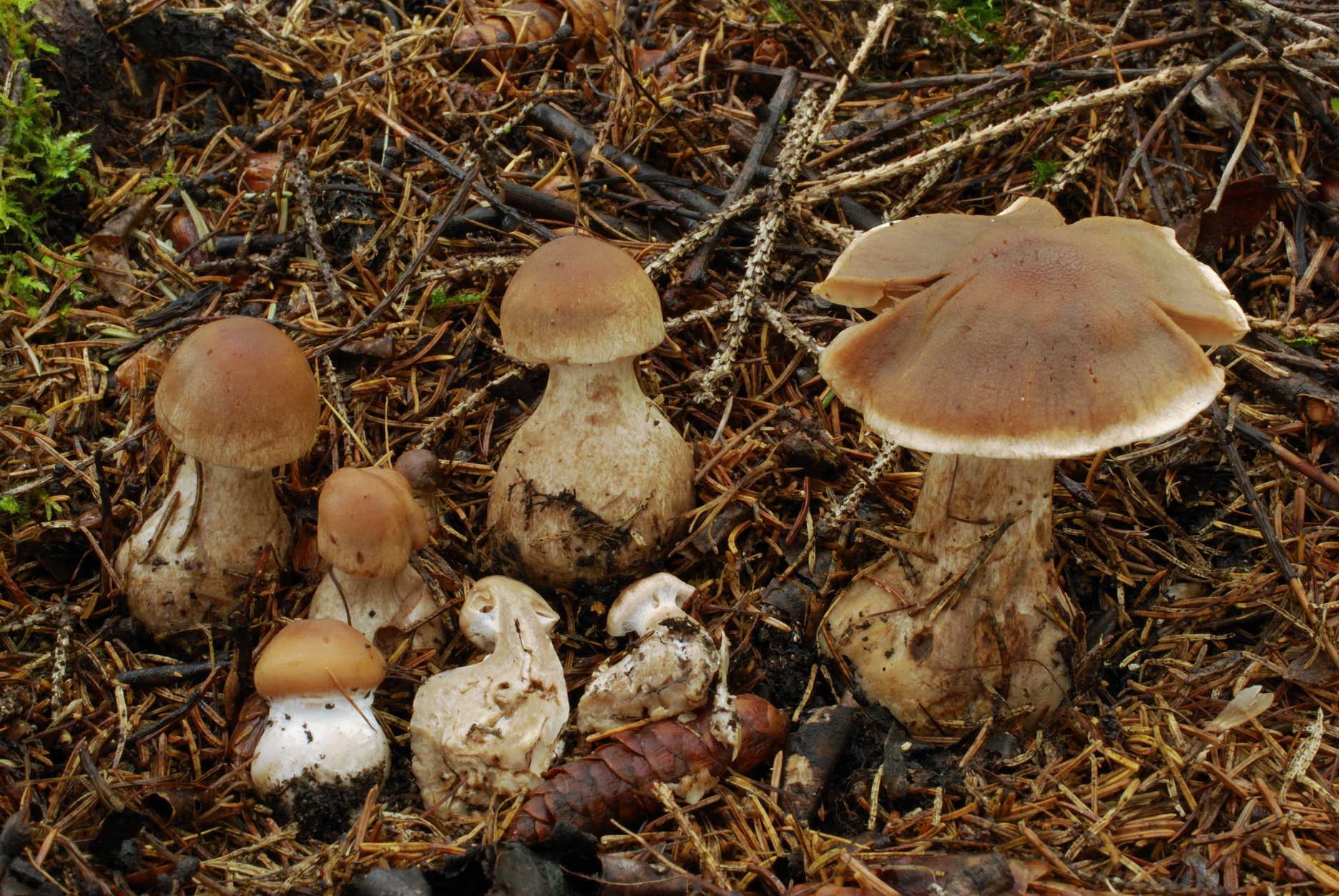 Cortinarius biveloides var. microsporus image