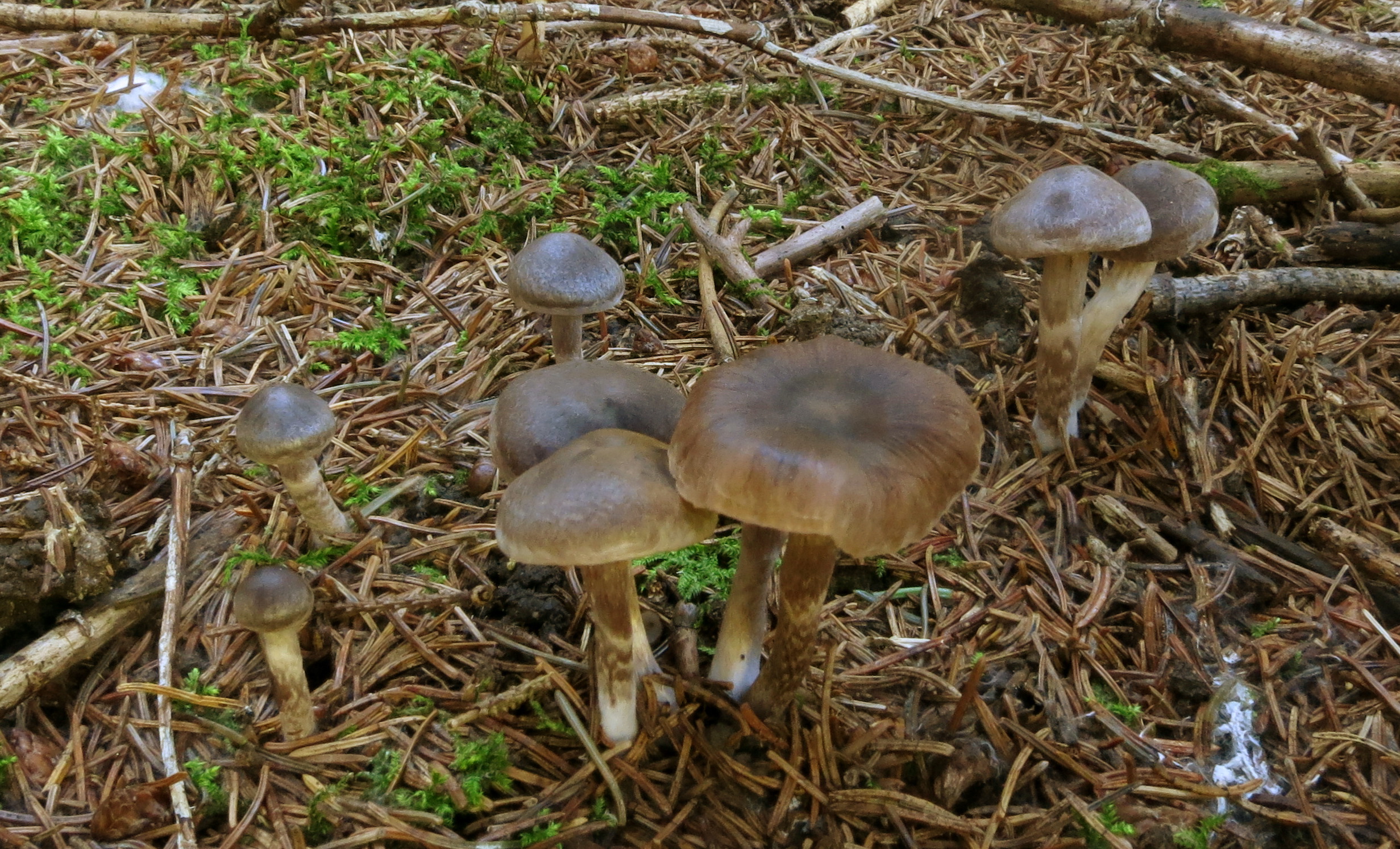 Cortinarius decipiens var. atrocaeruleus image