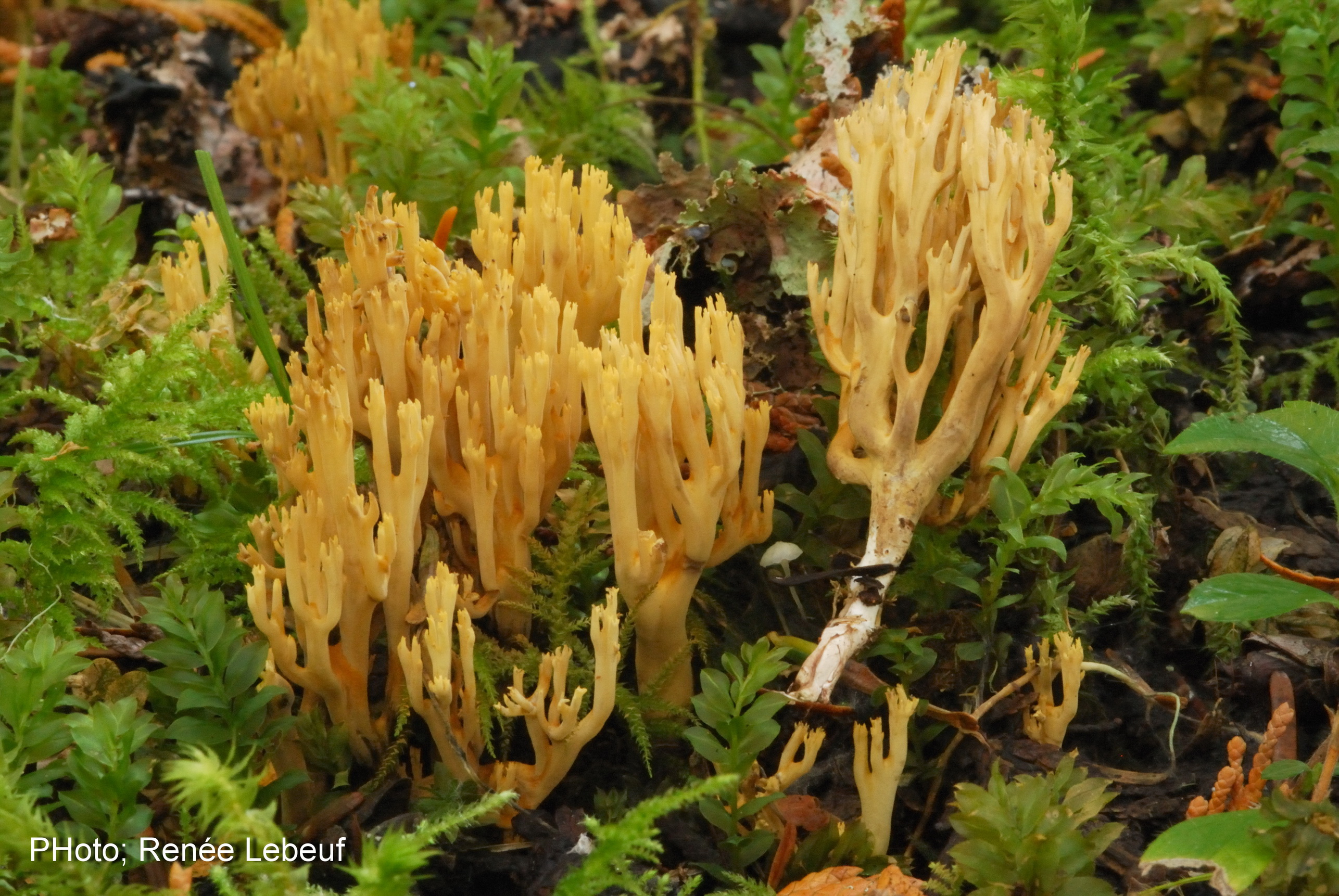 Ramaria myceliosa var. myceliosa image