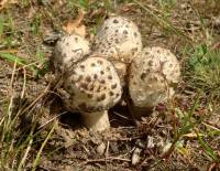 Amanita canescens image