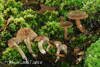 Inocybe tubarioides image