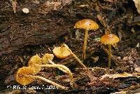 Conocybe brunnea image