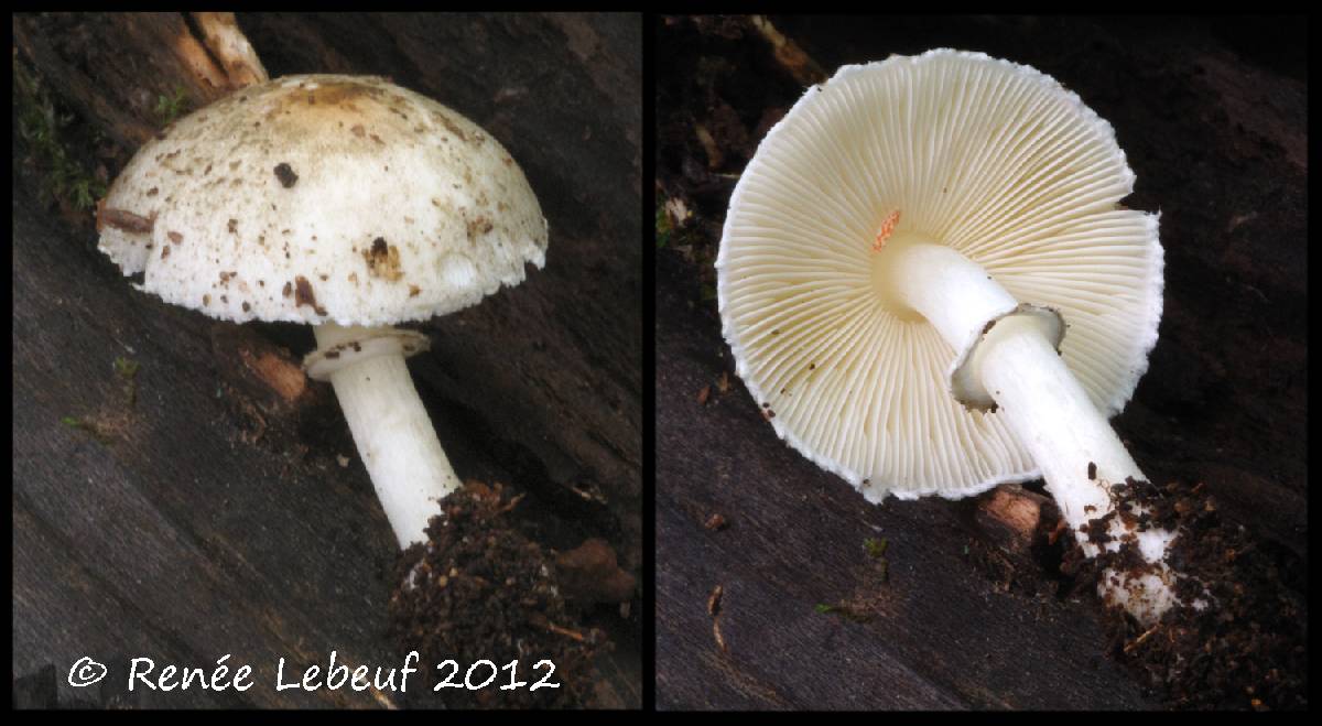 Leucoagaricus griseodiscus image