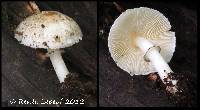 Image of Leucoagaricus griseodiscus